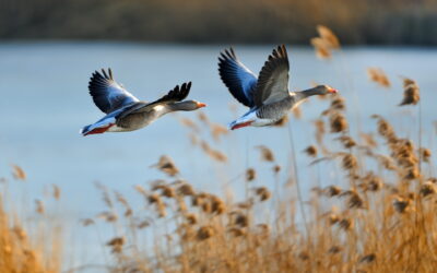 저어새와 친구들 2023 첫 저어새 맞이 활동 안내