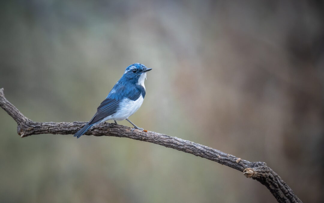 [관객이 만드는 특별시사회: 당신의 수라는 무엇입니까?]에 초대합니다 (인천연수 CGV, 4/15)