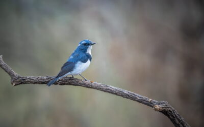 [관객이 만드는 특별시사회: 당신의 수라는 무엇입니까?]에 초대합니다 (인천연수 CGV, 4/15)