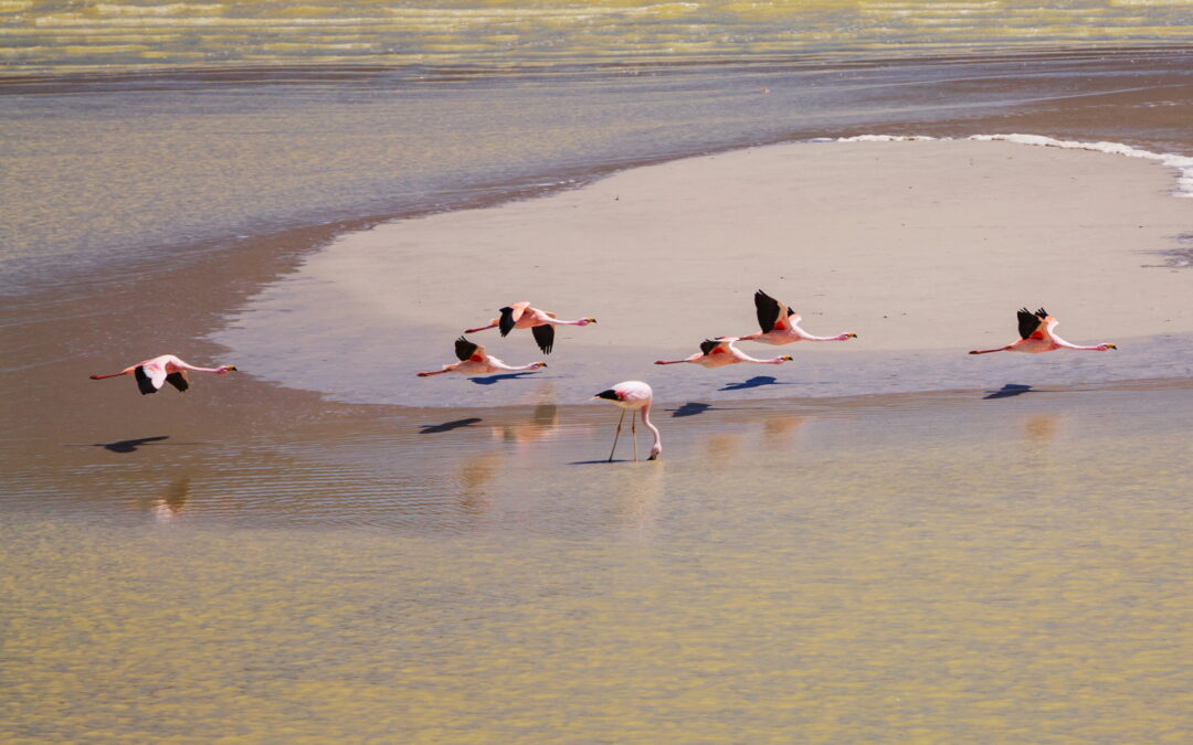 EAAFP가 들려주는 철새 서식지 이야기 #68 [EAAF 097] 낙동강하구