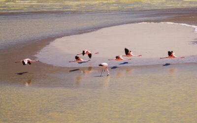 EAAFP가 들려주는 철새 서식지 이야기 #68 [EAAF 097] 낙동강하구