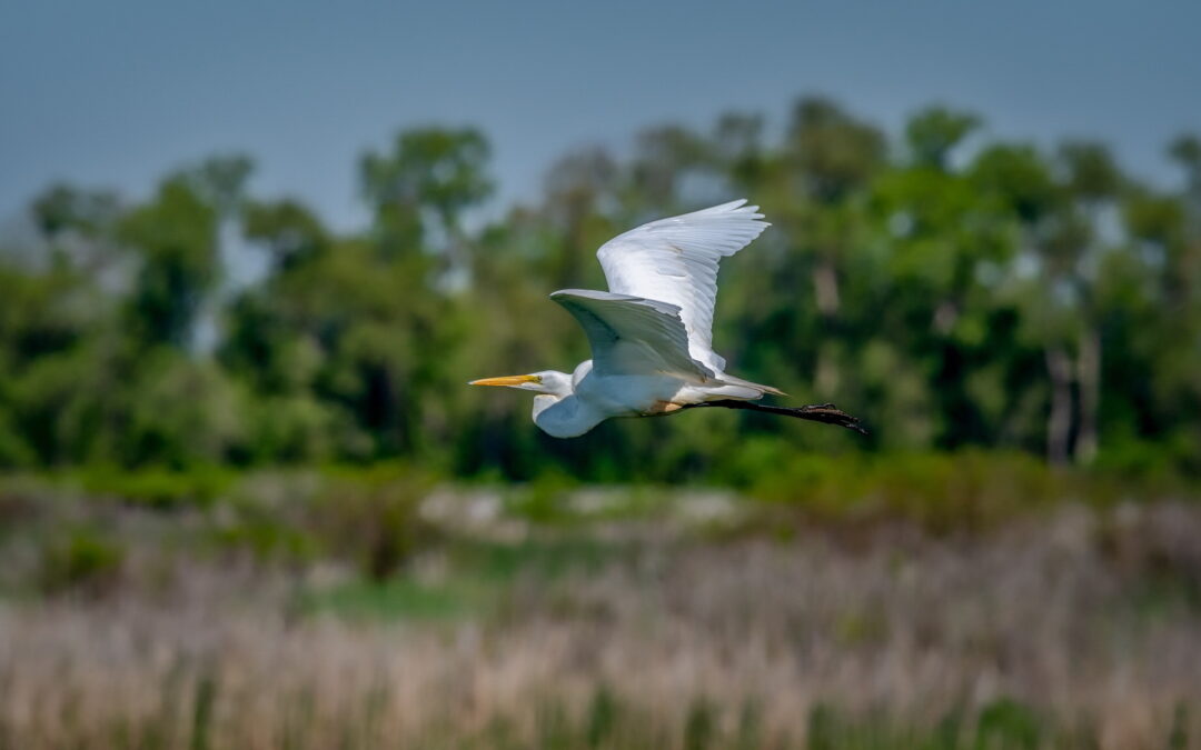 저어새와 친구들 2023 저어새 환영잔치