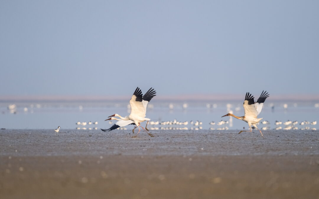 EAAFP사무국-한스자이델 재단 아시아 철새이동경로의 오늘과 내일을 함께 논의하다